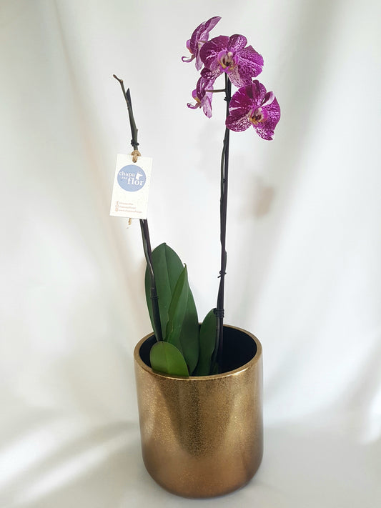 Orquídea Miski 2 varas pieza metalizada dorada