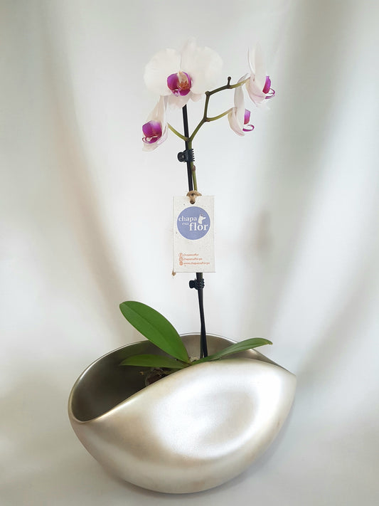 Orquídea Munay pieza metalizada champagne