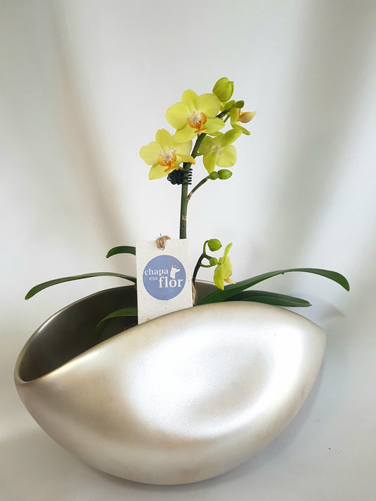 Orquídea Mini Sami pieza metalizada champagne