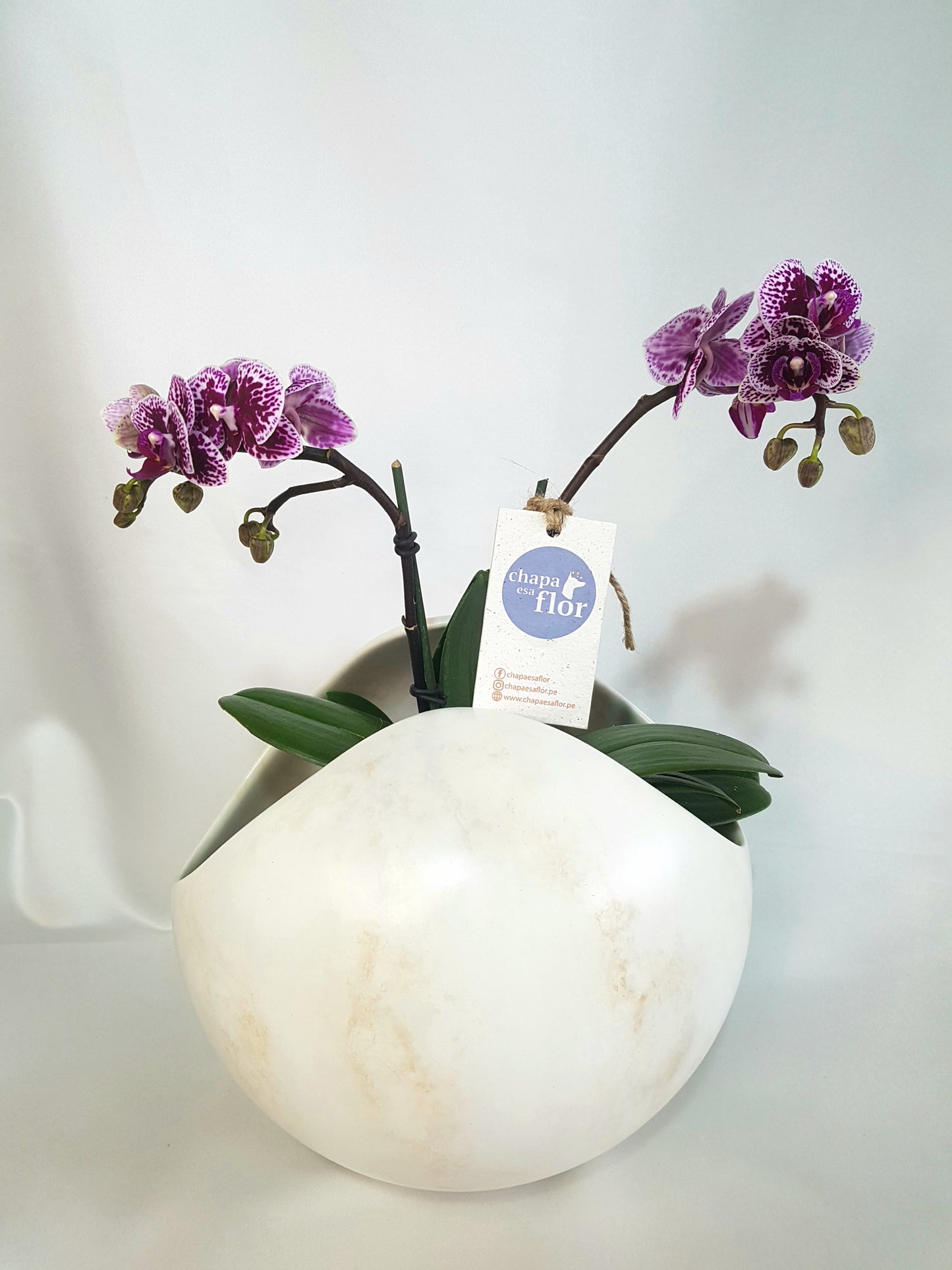 Arreglo de Orquídeas Mini Miski base esfera mármol blanco