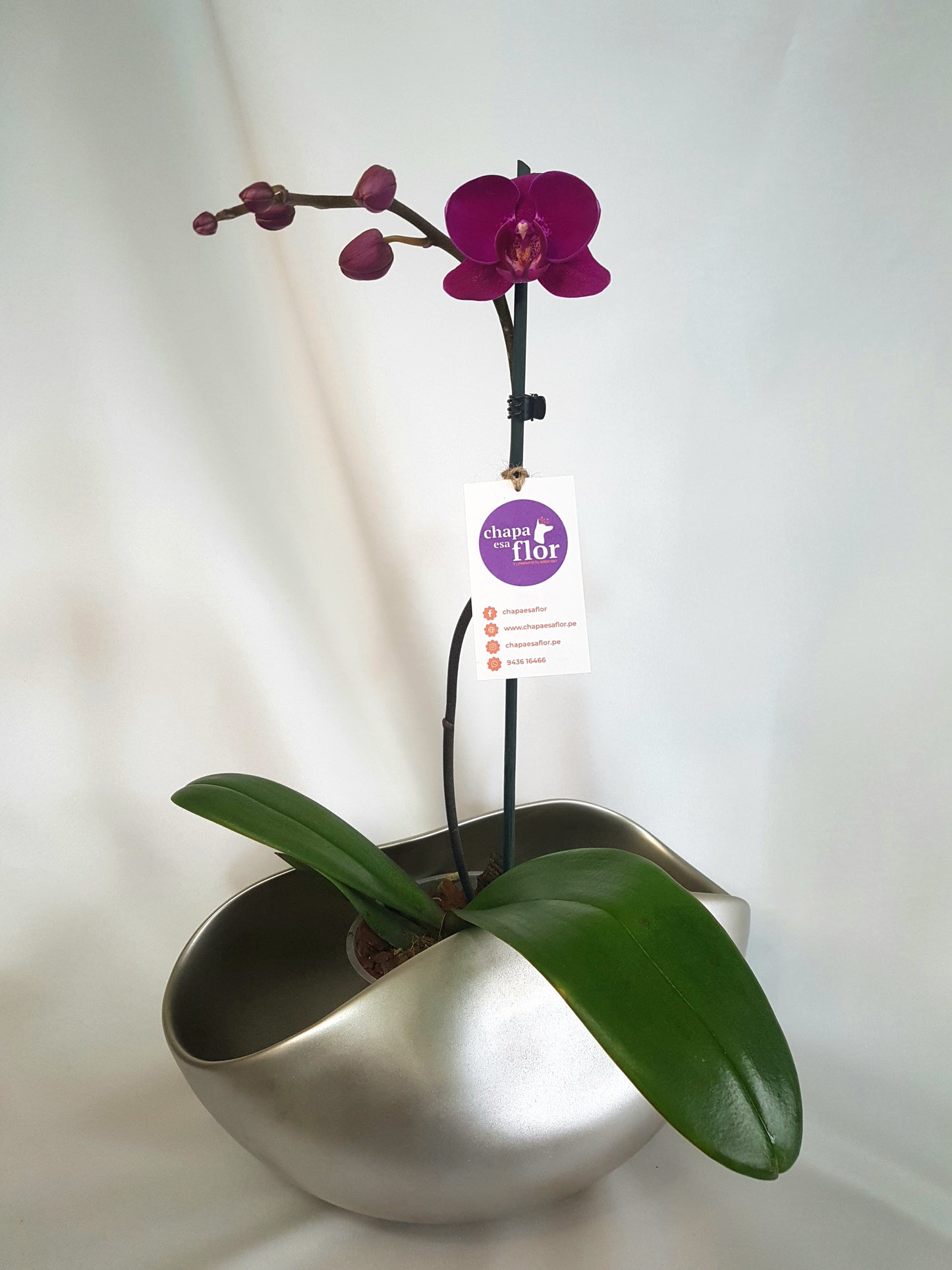 Orquídea Kulli base con acabado metálico champagne