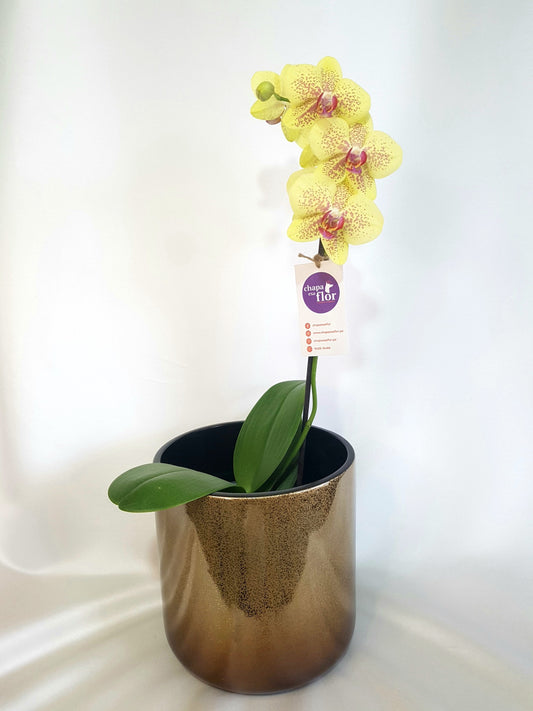 Orquídea Sami pieza metalizada dorada Tahua