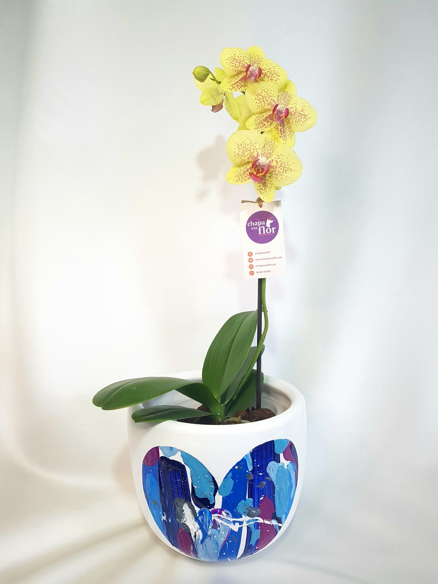 Orquídea Sami con piezas pintadas