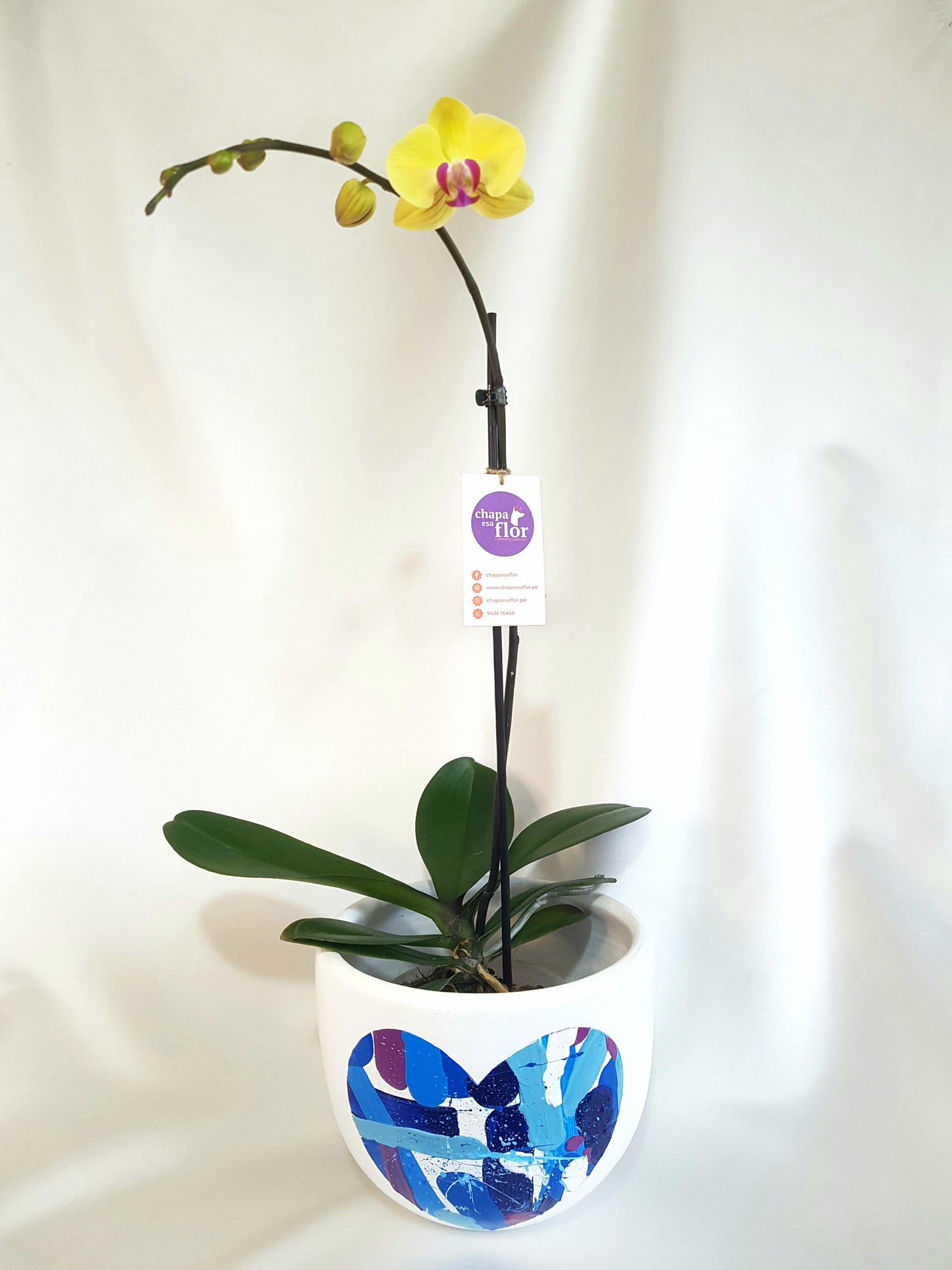 Orquídea Q'illu