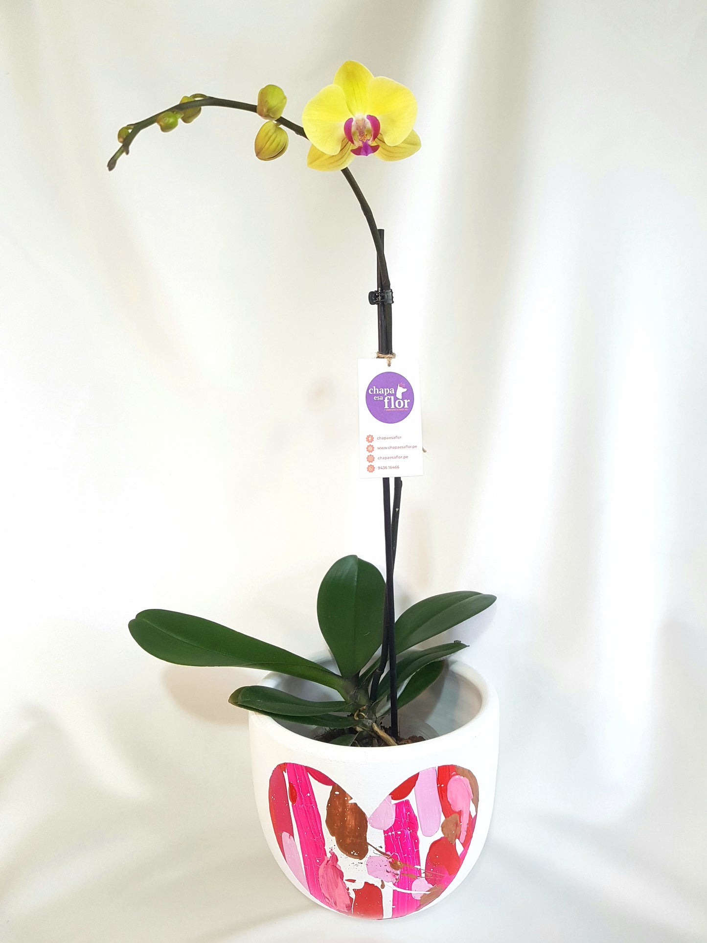 Orquídea Q'illu