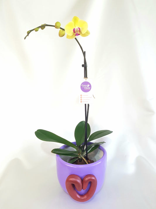 Orquídea Q'illu