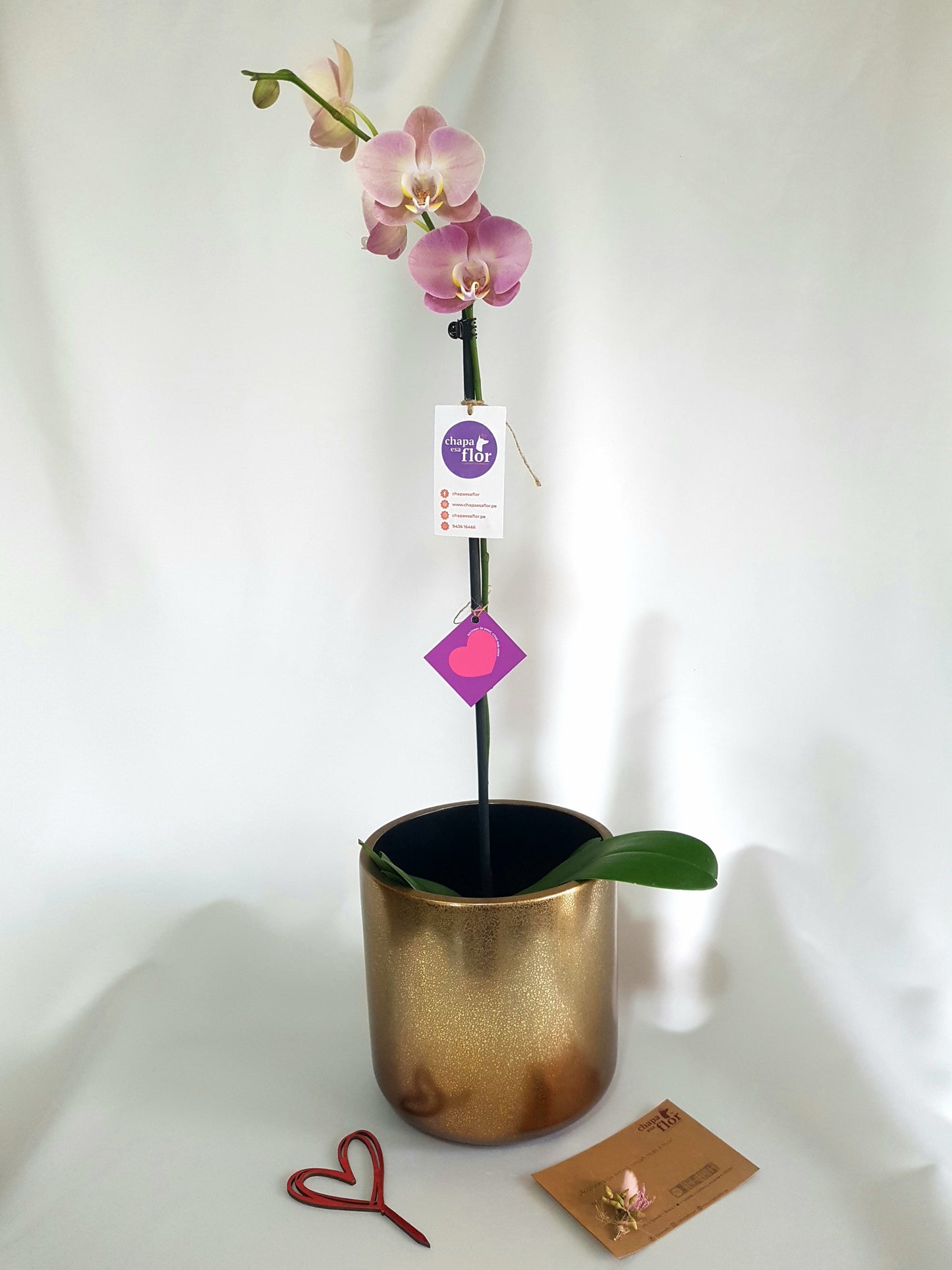 Orquídea Allin Base dorada by Tahua