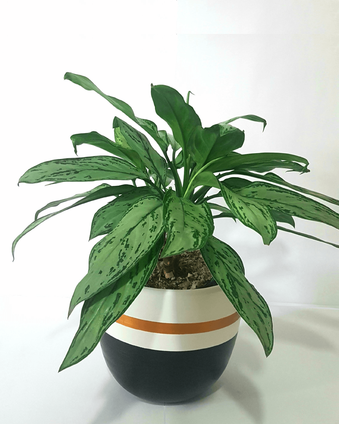 Aglaonema verde