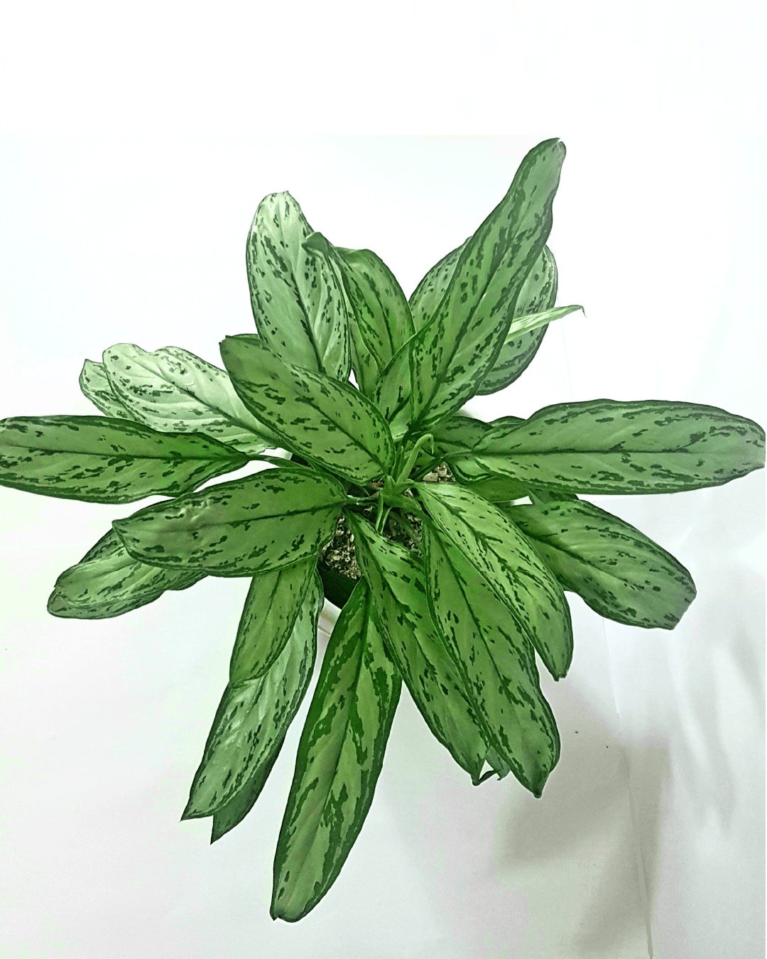 Aglaonema verde