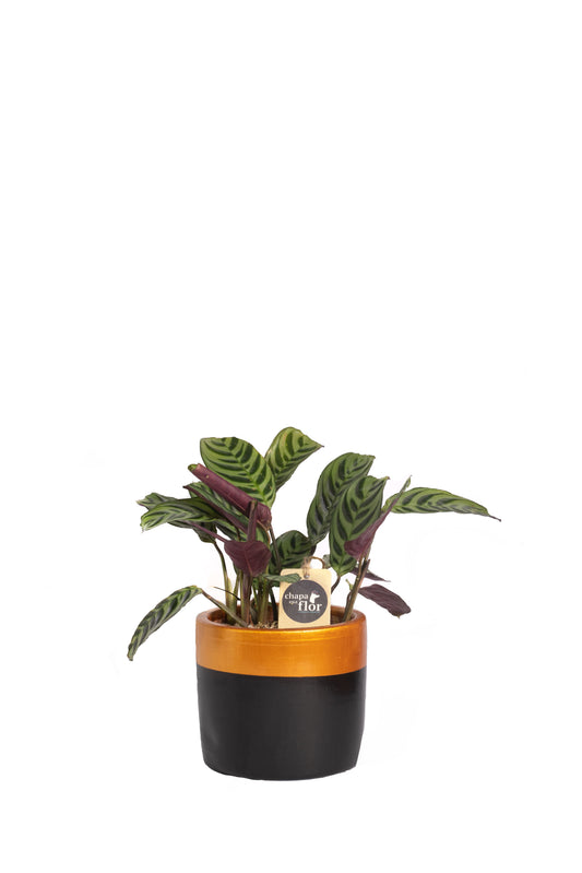 Calathea Zebrina