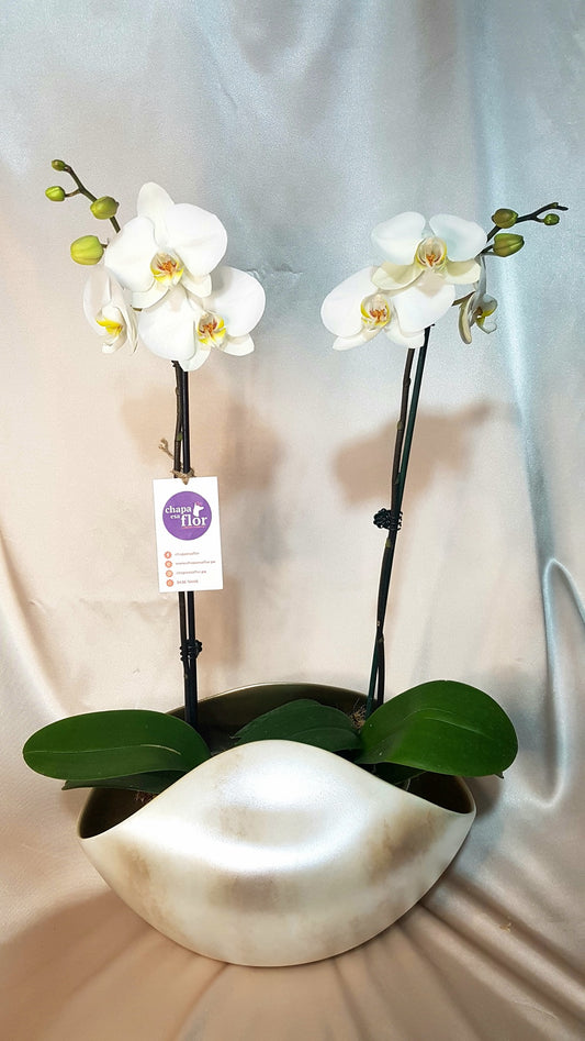 Orquídea Yuraq 2 varas pieza cóncava plata nacarado