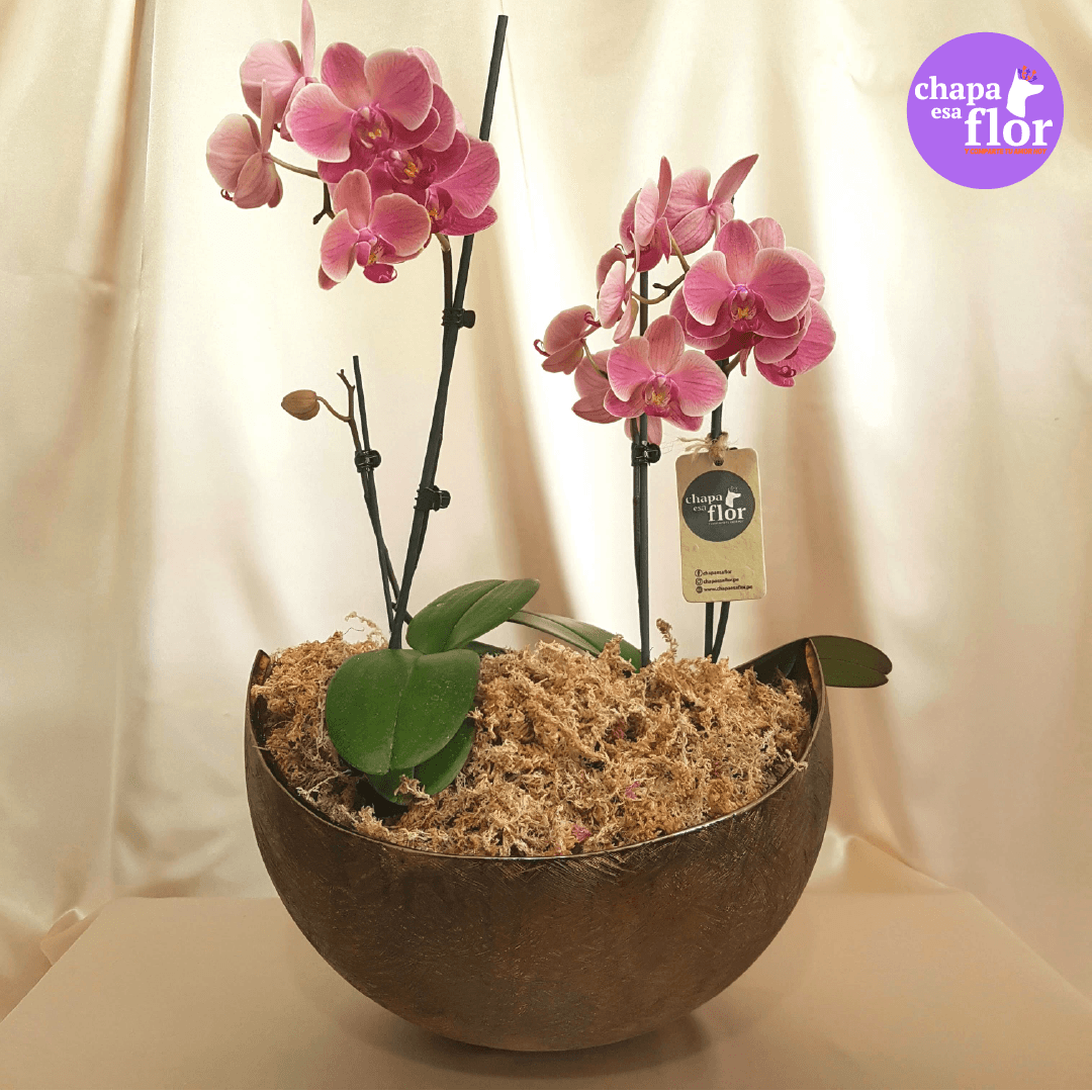 Arreglo de Orquídeas Aklla by Tahua