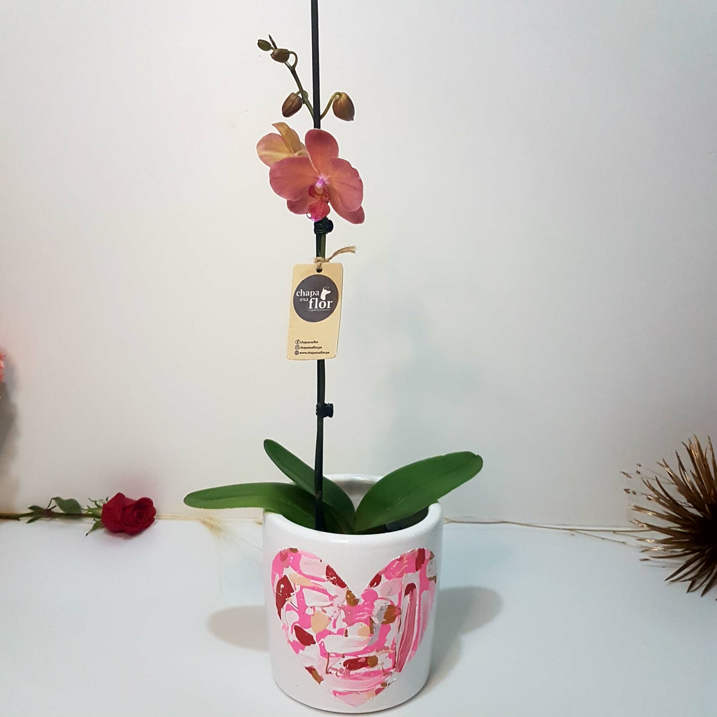 Orquídea Chisiyay