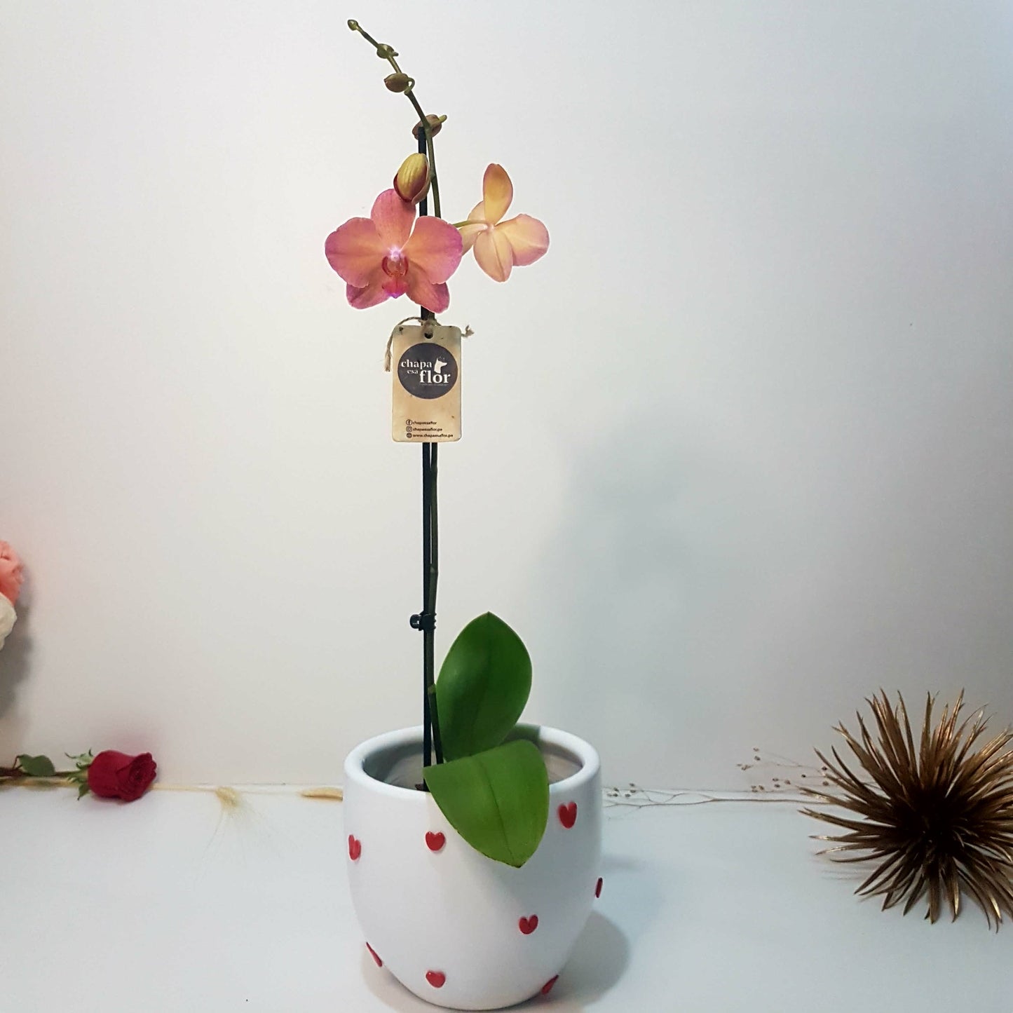 Orquídea Chisiyay