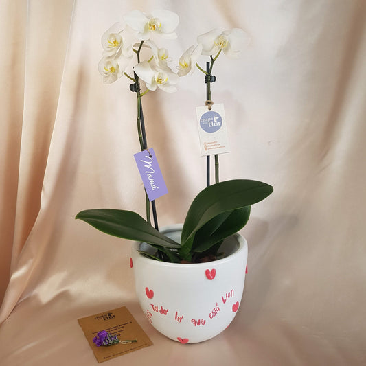 Orquídea Yuraq 2 varas
