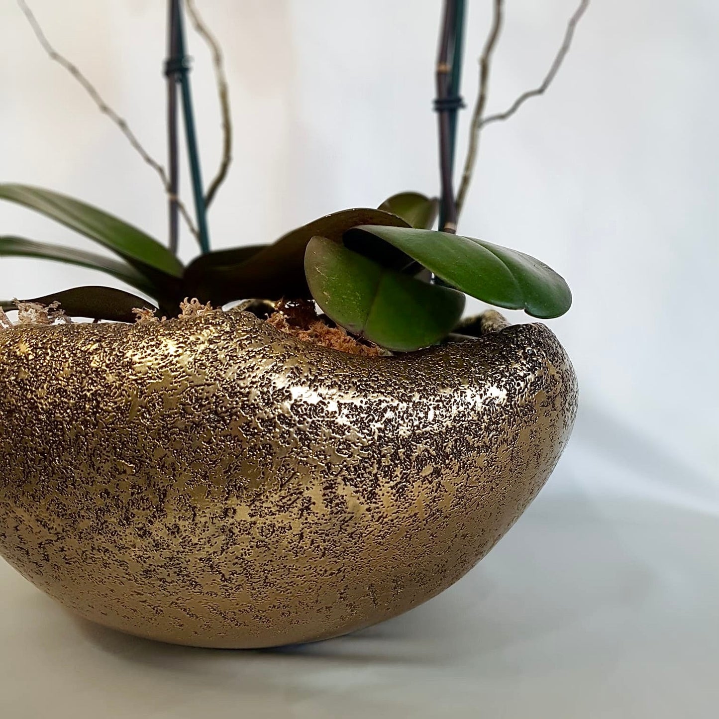 Arreglo de Orquídeas Mini Miski base Catch Pots by Tahua